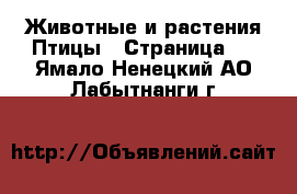 Животные и растения Птицы - Страница 2 . Ямало-Ненецкий АО,Лабытнанги г.